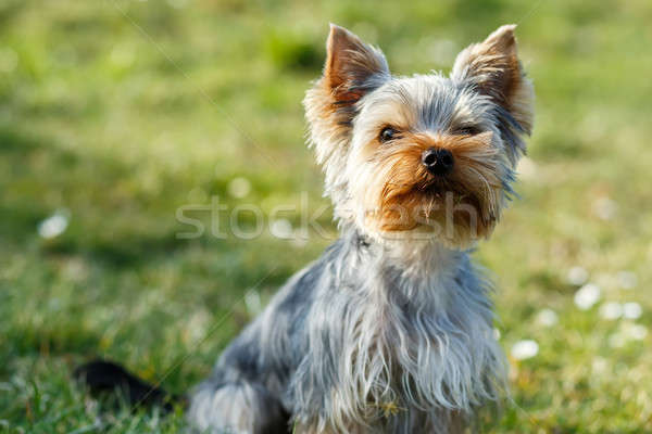 Cute small yorkshire terrier Stock photo © artush