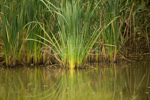 reeds at the pond Stock photo © artush