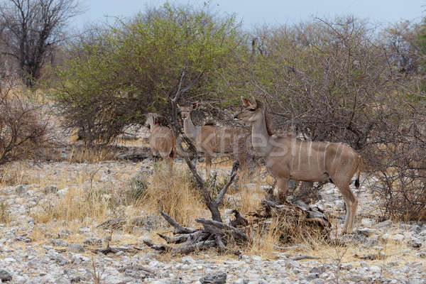 Stado sposób parku Namibia przyrody fotografii Zdjęcia stock © artush
