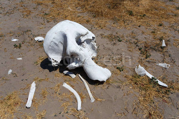 Elefant craniu delta peisaj cerc viaţă Imagine de stoc © artush