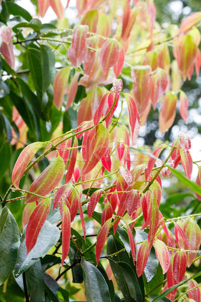 Cinnamon Tree - Cinnamomum zeylanicum Stock photo © artush