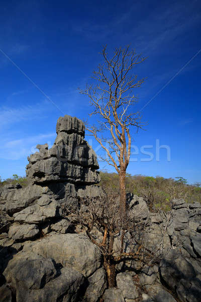 Tsingy rock formations in Ankarana, Madagascar wilderness Stock photo © artush