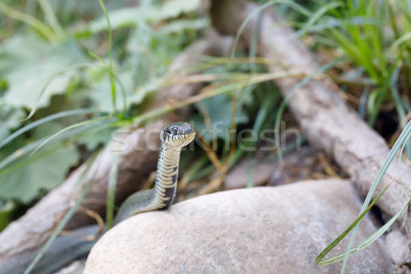 grass snake (Natrix natrix) close up Stock photo © artush