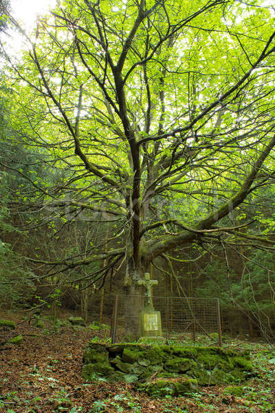 Stock photo: Calvary in the deep forest