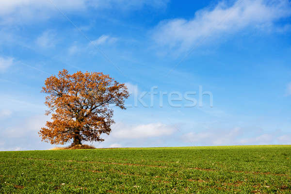 Foto stock: Solo · naranja · otono · árbol · verde · campo