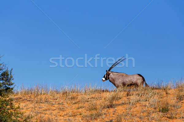 Gemsbok, Oryx gazella on sand dune Stock photo © artush