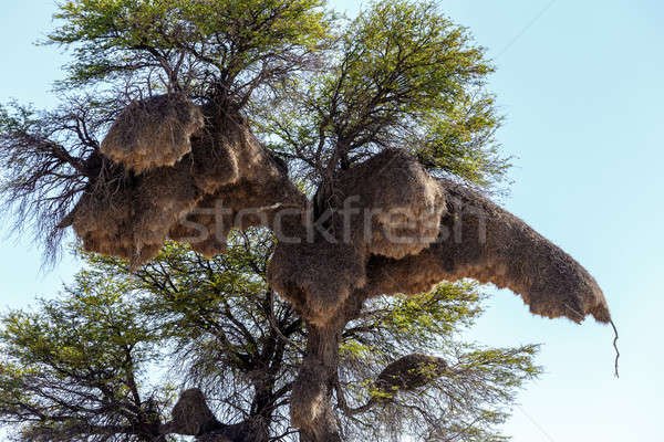 African sociable weaver big nest on tree Stock photo © artush