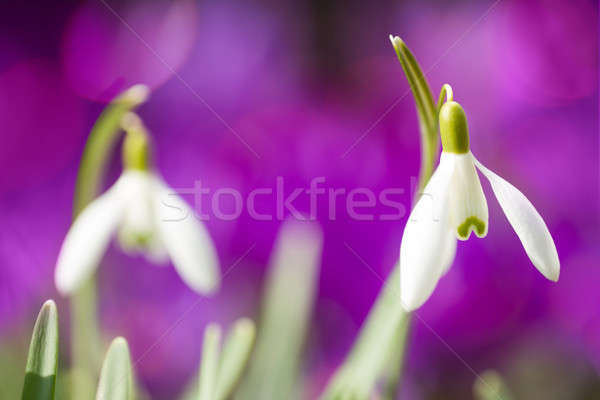 Snowdrop bloom in springtime Stock photo © artush