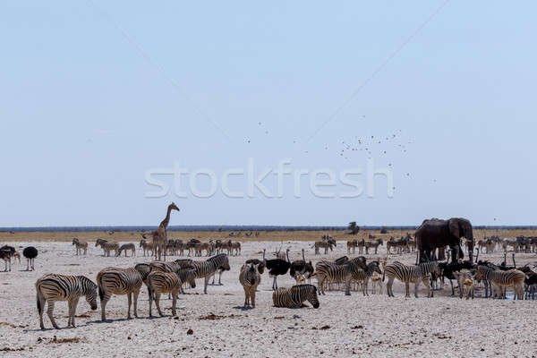 crowded waterhole with Elephants, zebras, springbok and orix Stock photo © artush