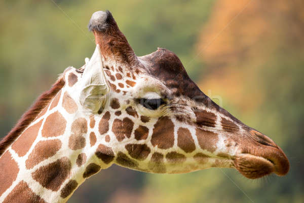 young cute giraffe grazing Stock photo © artush