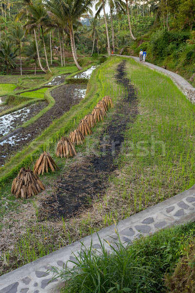 Rice terraced paddy fields Stock photo © artush