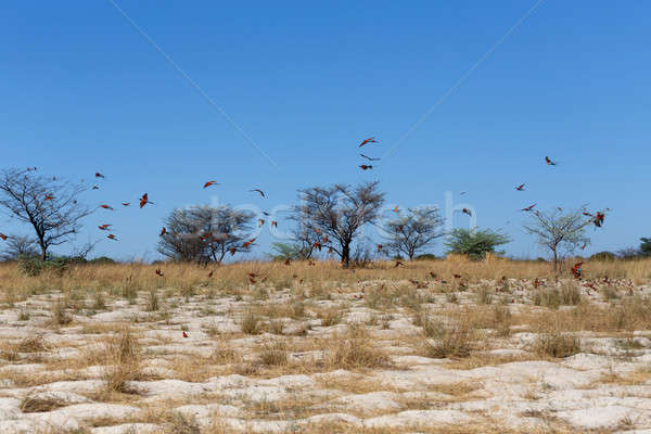 large nesting colony of Nothern Carmine Bee-eater Stock photo © artush