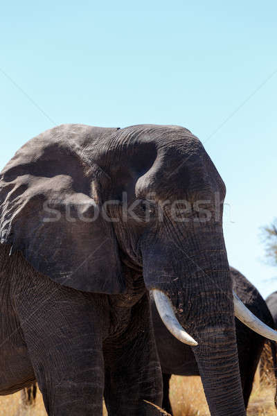 african elephants Stock photo © artush