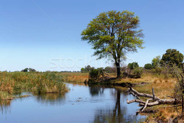 African landscape with river Stock photo © artush