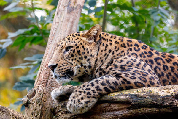 Sri Lanka Leopard, Panthera pardus kotiya Stock photo © artush