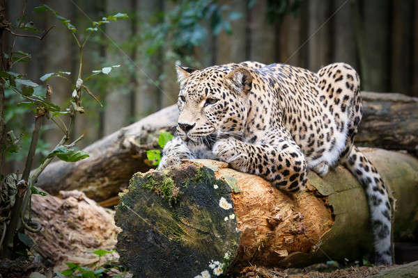 Snow Leopard Irbis (Panthera uncia) looking ahead Stock photo © artush
