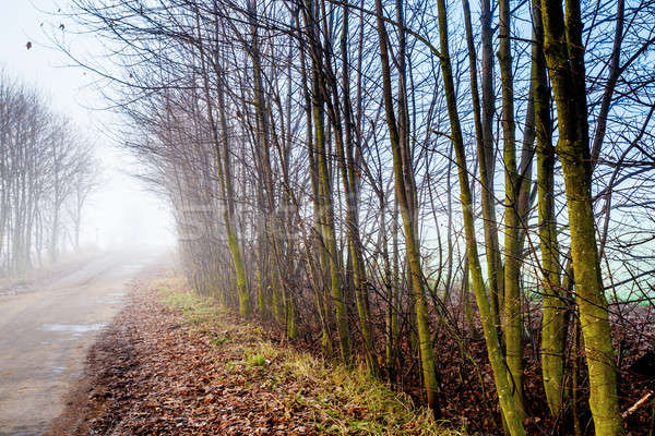 Vidéki út gazdag lombhullató erdő köd fa Stock fotó © artush
