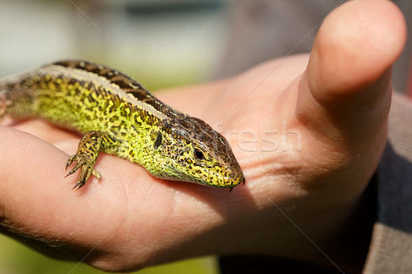 small lizard Lacerta agilis in hand Stock photo © artush