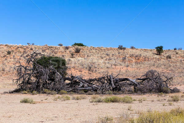 Lonely dead tree in an arid landscape Stock photo © artush