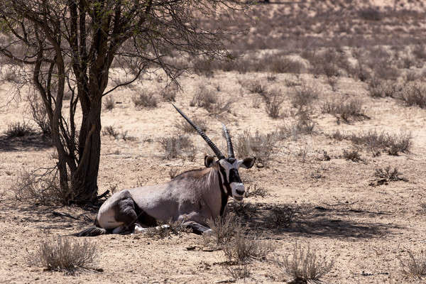 Stock photo: Gemsbok, Oryx gazella