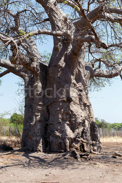 Majestueus boom oude natuur landschap zomer Stockfoto © artush