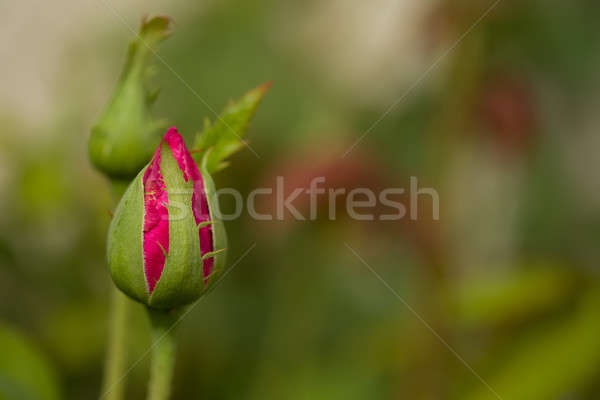 Bourgeon belle rose roses jardin amour [[stock_photo]] © artush