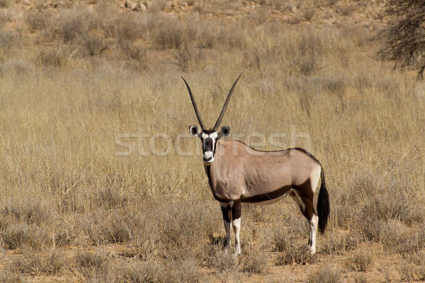 Gemsbok, Oryx gazella Stock photo © artush