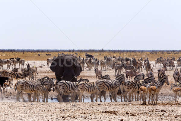 überfüllt Elefanten Zebras Park Namibia Tierwelt Stock foto © artush