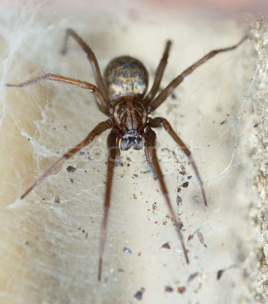 spider in the Liocranidae family on web Stock photo © artush