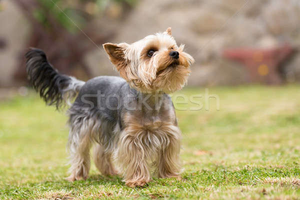 Bonitinho pequeno yorkshire terrier verde Foto stock © artush
