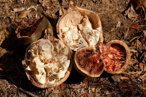 Broken baobab tree fruit and seeds, Madagascar Stock photo © artush