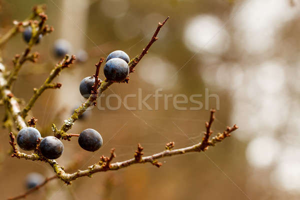 Autumn background with blackthorn with very shallow focus  Stock photo © artush