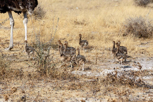 Aile devekuşu Namibya tavuk park Güney Afrika Stok fotoğraf © artush
