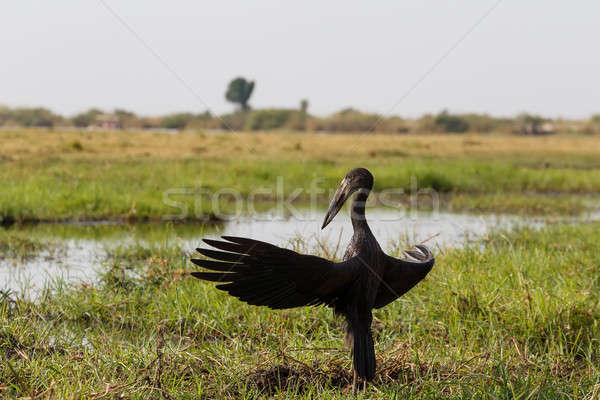 Stock photo: African Openbill with wings spread to the evening sun
