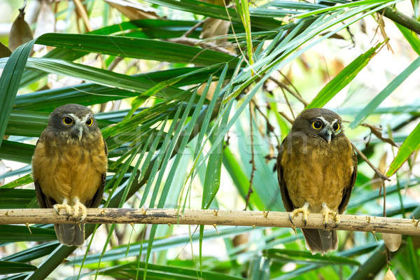 Stock photo: Ochre-bellied Boobook (Ninox ochracea) in Sulawesi