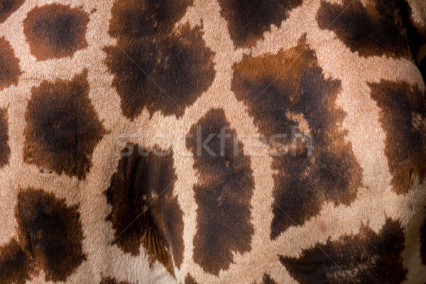 Giraffa texture Stock photo © artush
