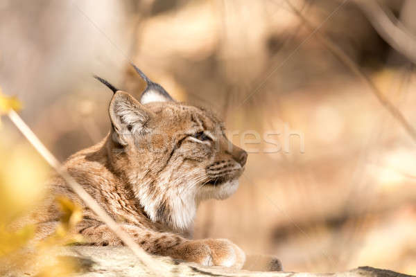 Lynx Portrait during the autumn Stock photo © artush