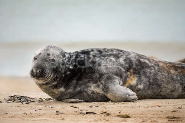 atlantic Grey Seal portrait Stock photo © artush