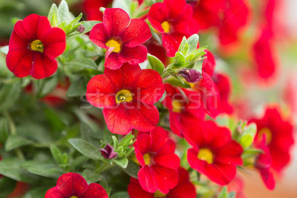 red million bells flower Stock photo © artush