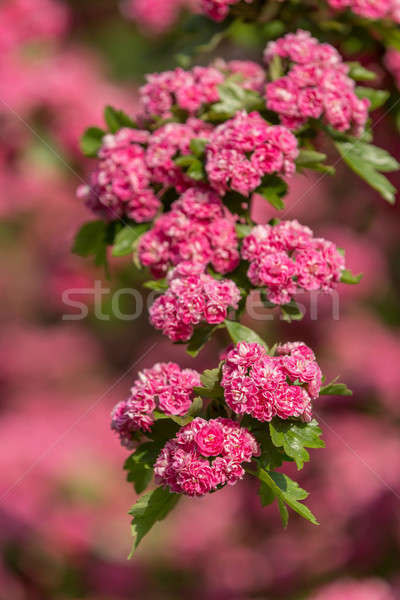 Flowers pink hawthorn. Tree pink hawthorn Stock photo © artush