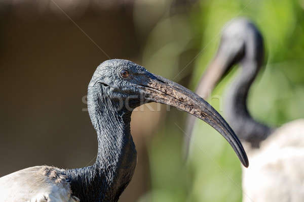 Oriental black White (Black-headed) Ibis Stock photo © artush