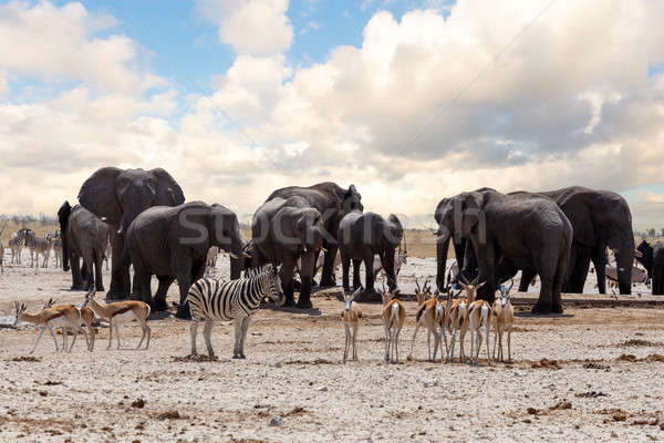 Voll Elefanten Zebras Park Namibia Tierwelt Stock foto © artush