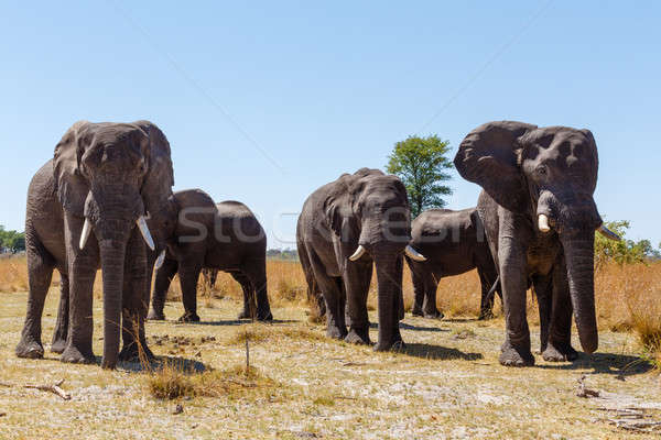 Afrikai elefánt Afrika szafari vadvilág vadon játék Stock fotó © artush