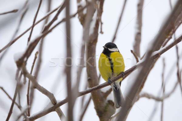 beautiful small bird great tit in winter Stock photo © artush