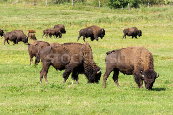 Stok fotoğraf: Amerikan · bizon · sadece · çim · doğa · yaz
