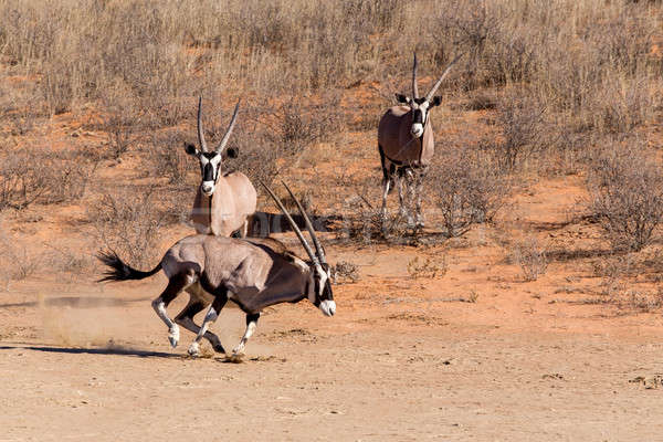 Foto stock: Ejecutando · parque · Sudáfrica · naturaleza · paisaje