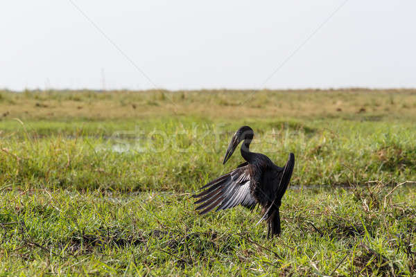 African Openbill with wings spread to the evening sun Stock photo © artush