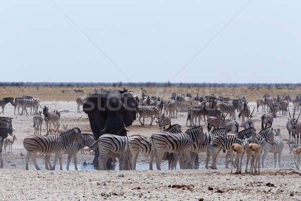 Affollato elefanti zebre parco Namibia fauna selvatica Foto d'archivio © artush