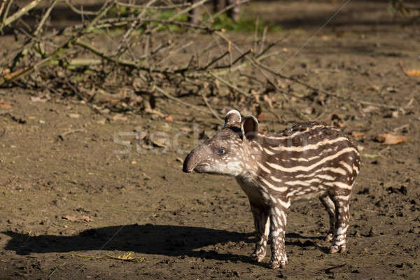 baby of the endangered South American tapir Stock photo © artush
