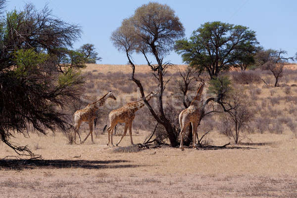 Giraffa camelopardalis in african bush Stock photo © artush